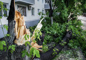 Циклон во Владивостоке: поваленные деревья и сбои в энергетике