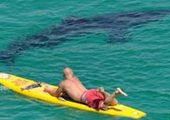Арендаторы установили сети против акул на 20 пляжах Находки