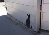 По Владивостоку «пробежала» черная кошка