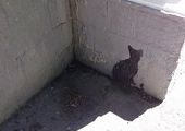 По Владивостоку «пробежала» черная кошка