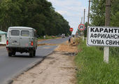 Диких кабанов в Приморье отстреляют из-за свиной чумы