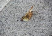 Во Владивостоке птицы гибнут у Золотого моста