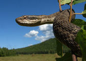 На острове Русском змеи не уживаются с туристами