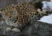 Приморский леопард с белыми лапами может стать Центурионом или Тишкой