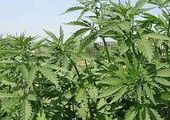 Рекордные изъятия марихуаны в Приморском крае