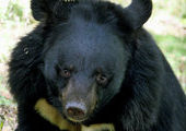 В Приморском крае во дворе школы расстреляли медведя