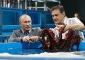 Владимир Путин во Владивостоке пожал ласты моржам и покормил дельфинов