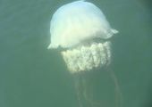Гигантские съедобные медузы заплыли на остров Русский во Владивостоке