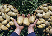 Наводнение в ДФО вызвало ажиотажный спрос на картофель в Приморье
