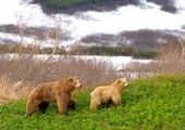 Спасатели рекомендуют жителям Приморья оповещать медведей о своем присутствии шумом