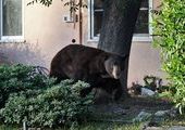 В Чугуевке застрелили медведя,который нанес смертельные раны пожилой женщине