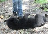 Ташкентский зоопарк готов забрать двух медведей, которых могут лишить крова в Приморье
