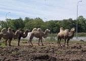 Вдоль трассы под Владивостоком пасутся верблюды