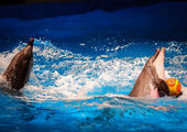 Московские дельфины "поселились" прямо на арене цирка Владивостока