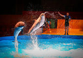 Московские дельфины "поселились" прямо на арене цирка Владивостока