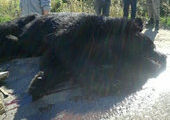 Медведи продолжают выходить в населенные пункты Приморья