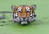 Браконьеры убили более 20 амурских тигров с начала 2013 года