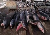 В Приморье полицейские в улове рыбаков-браконьеров нашли акулу