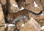 В Приморском крае строят подземный переход для леопардов