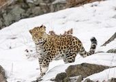 Конкурс «Придумай имя леопарду» стал всероссийским
