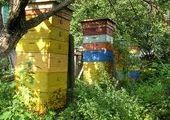 Липу в Приморье хотят сберечь для пчеловодов и запретить к вырубке