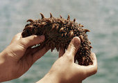 Риф для выращивания трепанга создан в бухте нефтепорта в Приморье