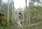 В центре реабилитации хищников в Приморье подрастают пять тигров