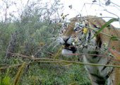 В центре реабилитации хищников в Приморье подрастают пять тигров