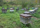 В Приморье появится закон «О пчеловодстве»