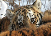 Раненая тигрица с тигренком вышли к людям на севере Приморья