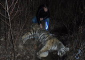Амурский тигр найден убитым в заповеднике в Приморье