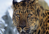 Имя приморскому леопарду с белыми лапами выберут к Новому году