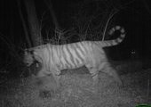 В Приморье тигры вновь попали в объективы фотоловушек