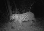 В Приморье тигры вновь попали в объективы фотоловушек