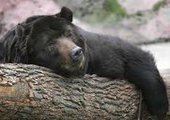 В Приморье убили двух опасных медведев