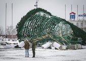 За упавшую ёлку в центре Владивостока ответственность понесет подрядчик