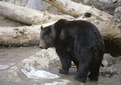 Массовое появление агрессивных медведей-шатунов возможно в Приморье