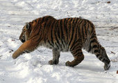 Тигр, съевший несколько собак в Приморье, ушел от людей в лес