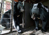 В Приморье гималайских медведей сначала спасли, а потом растреляли