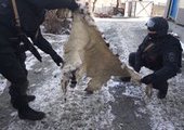 Житель Владивостока пойман с поличным на продаже шкуры дальневосточного леопарда