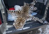 Житель Владивостока пойман с поличным на продаже шкуры дальневосточного леопарда