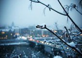 Труп мужчины на дереве нашли жители Владивостока утром 2 января