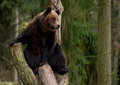 Охотнадзор оправдал убийство гималайских медведей в Приморье