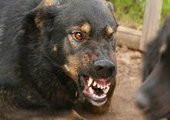 Собака загрызла своего хозяина в посёлке Трудовое