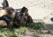 Живодер, собиравшийся съесть щенка на глазах у ребенка в Приморье, пойдет под суд