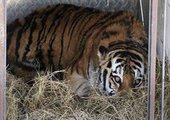 Ветврачи считают, что найденного в Приамурье тигра придется усыпить