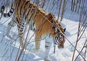 Тигрица с котятами гуляет по Приморью