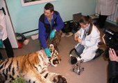 Ушиб позвоночника и повреждение органов выявили у тигра, привезенного во Владивосток