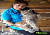 Частный зоопарк из Кавалеровского района переедет в Уссурийск