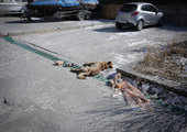 Догхантера во Владивостоке поймали, но собаки продолжают гибнуть